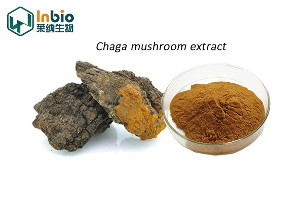 Chaga mushroom extract